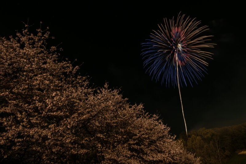 花見で花火(神奈川県中井町)