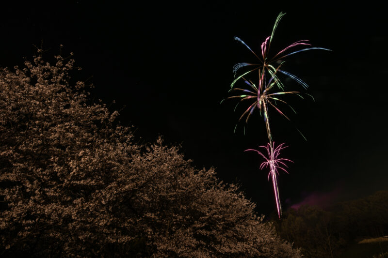 花見で花火(神奈川県中井町)