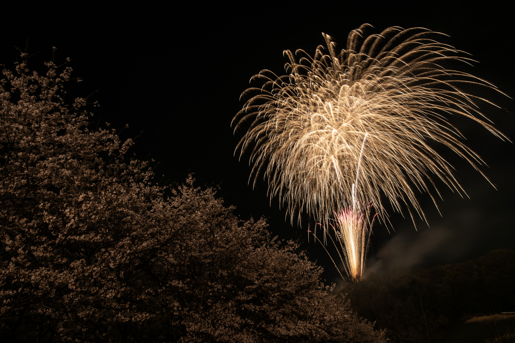 花見で花火(神奈川県中井町)
