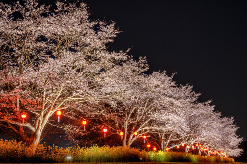 ひたち大宮辰ノ口桜まつり(茨城県常陸大宮市)