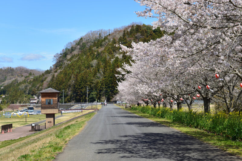 ひたち大宮辰ノ口桜まつり(茨城県常陸大宮市)